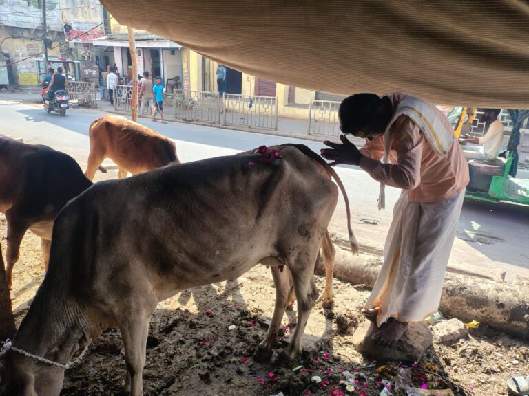 Gau Daan in Kashi