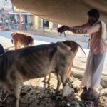 Gaudaan puja after asthi visarajan