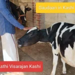 Gau Daan in Kashi
